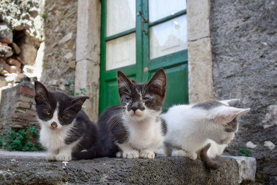 Stray cats on the streets of Castelmola, Sicily, Italy