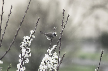 small bird