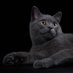 Face of a grey british shorthair kitten on a black background. Close-up portrait