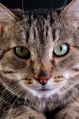 Portrait of shorthair grey cat with big wide face on Isolated Black background.
