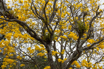 Fundo com árvore de ipê amarelo