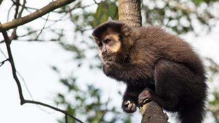 Macaco-prego na árvore