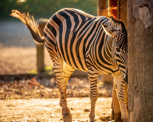 Zebra in the sun's rays