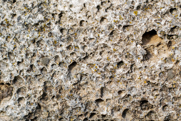 a old weathered shell stone surface background texture backdrop