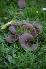 liver Milkcap