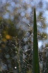 spider webs and rain drops on the green leaves of the plant