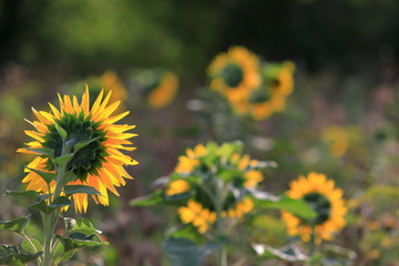 Sonnenblumen