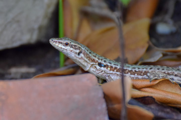 Lizard close-up in Toarmina, Sicily Italy