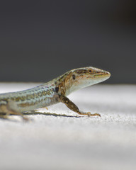 Lizard close-up in Toarmina, Sicily Italy