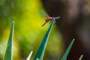 dragonfly on leaf