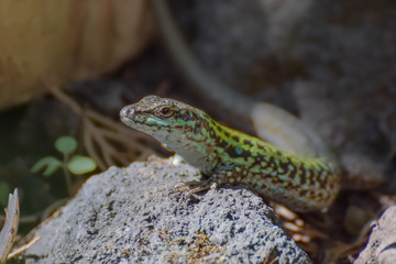 Naklejka na ściany i meble Lizard close-up in Toarmina, Sicily Italy