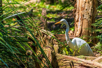egret on the hunt