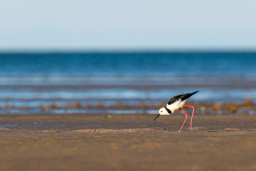 black winged stilt on the beach