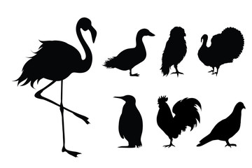 Collection vectors of different birds on white background. Symbol of animal, bird, pigeon, goose, owl, turkey, pinguin, rooster, flamingo, logo, sign.