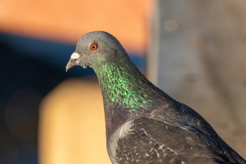pigeon in the park