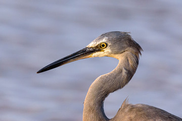 portrait of a heron