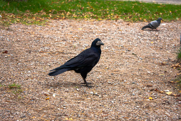 Funny attentive black bird on the background of autumn bright foliage