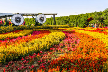 Beautiful Flourish Landscape of Miracle Garden with over 45 million flowers on a sunny day, Flower...