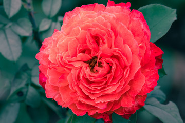 rose with red petals and Green leaves, low color saturation