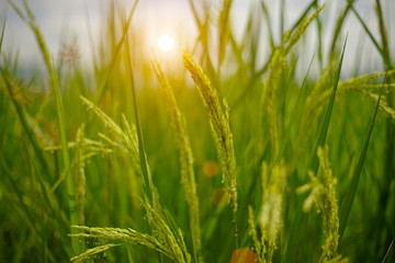close up of yellow green rice field