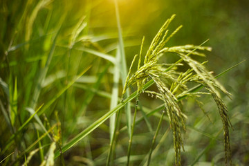 close up of yellow green rice field