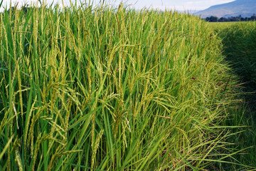 close up of yellow green rice field