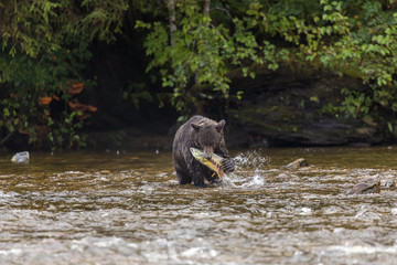 Bären in Canada jagen Lachse