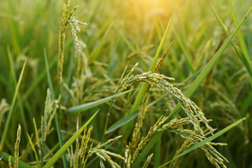 close up of yellow green rice field