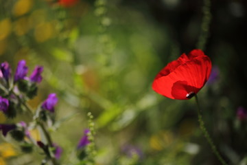 Mohnblumen