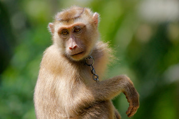 Portrait of macaque monkey