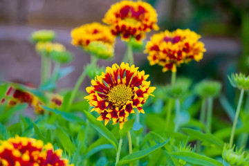 Beautiful Flourish Landscape of Miracle Garden with over 45 million flowers on a sunny day, Flower Garden in Dubai, UAE