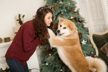 beautiful woman hugs, cuddles with her akita inu dog. on a background of a Christmas tree dresser...