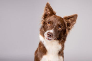 Pretty red and white border collie dog