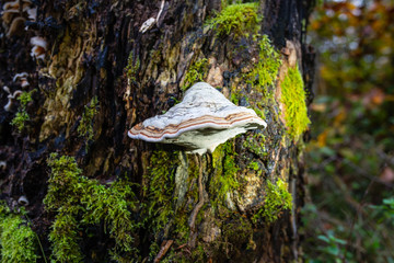 Fototapeta premium Pilz