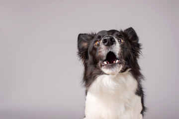 Obraz na płótnie Canvas Barking black and white border collie dog on grey background