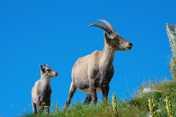 Alpine ibex (Capra ibex) - Mother and child 