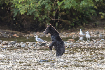Bären in Canada jagen Lachse