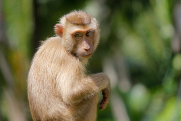 Portrait of macaque monkey