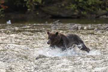 Bären in Canada jagen Lachse