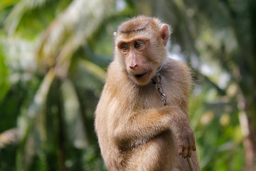 Naklejka na ściany i meble Portrait of macaque monkey