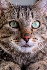 Portrait of shorthair grey cat with big wide face on Isolated Black background.