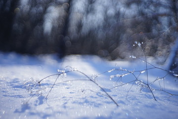 Winter forest with a snow. Grass in the ice. Sunny frosty day.