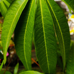 green leaf for social media background