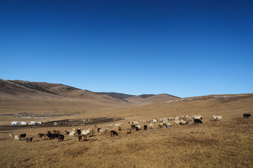 Sheeps on mongolian steppe