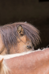 Light brown shetland ponies, head and horseback, beautiful small horses