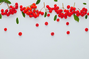 clusters and berries of red mountain ash on a white background