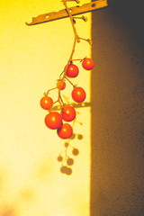 Mehrere Tomaten an einer Rispe hängen zum Nachreifen am Haus. Die rötliche Abendsonne lässt die Szene glühen und wirft ein Schattenbild der Tomaten auf die Wand
