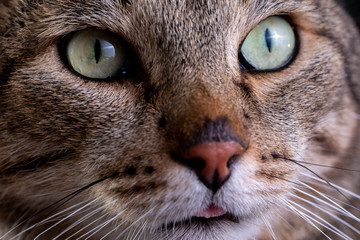 Portrait of shorthair grey cat with big wide face on Isolated Black background.