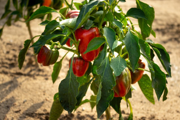 Paprika am Stock im eigenen Garten kurz vor der Reife bei Sonnenunergang, Nahaufnahme