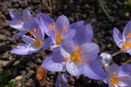 Crocus Speciosus Drei Mitte